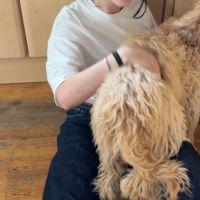 Hondensitter Hasselt: Anna