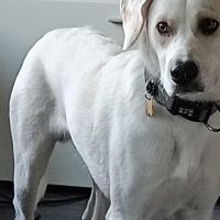 Hondenbaas Kanne van guido henckens