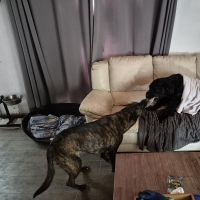 Hondenbaas Essen van  Bink en Teska