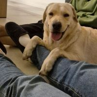 Hondensitter Hasselt: Kristien