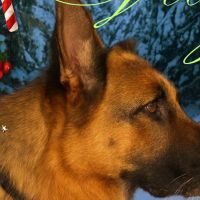 Hondenbaas Merksem van Jimmy