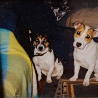 Hondensitter Turnhout: Dirk