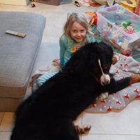 Hondenopvang Steenokkerzeel: Glenn