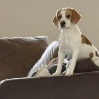 Hondenbaas Oekene van Billy 