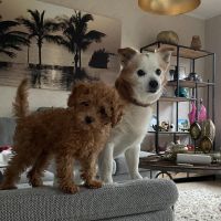 Hondenbaas Lanaken van Toby en Chloe