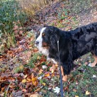 Hondenopvang Brasschaat: Gerdje