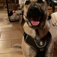 Hondenbaas Kapellen van Vlad 