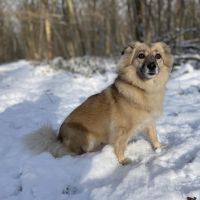 Hondenbaas Boortmeerbeek van Bailey