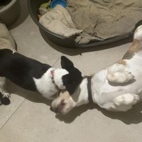 Hondensitter Hélécine: Laura