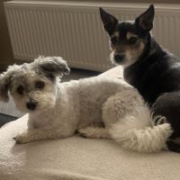 Hondenbaas Antwerpen van Ann Van Hooydonck