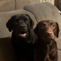 Hondenbaas Aalst van Jack en Loeka 