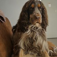 Hondenbaas Ekeren van Joey