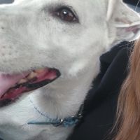 Hondensitter Sint-Niklaas: Gamze