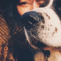 Hondensitter Werchter: Sofie