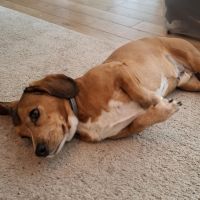 Hondenbaas Antwerpen van Walter