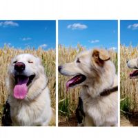 Hondenbaas Kortrijk-Dutsel van Sam