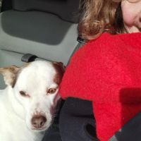 Hondensitter Meise: Charlot