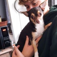 Hondenopvang Brecht: Kim