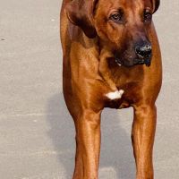 Hondenbaas Berchem (Antwerpen) van Yuko