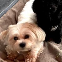 Hondensitter Geel: Ingrid