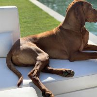 Hondenbaas Sint-Niklaas van Teo