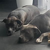 Hondenbaas Mol van Mathijs Coolegem