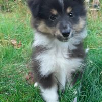 Hondensitter Heverlee: Geike