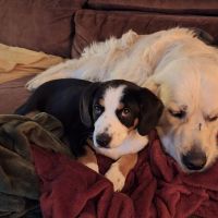 Hondenbaas Mol van Nelson en Maya