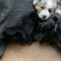 Hondenuitlaatdienst Izegem: Dieuwke