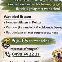 Hondensitter Deinze: Elfi