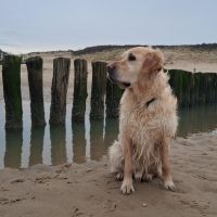 Hondensitter Sint-Niklaas: Eleana