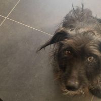 Hondenbaas Mol van Donder