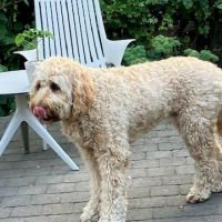 Hondenbaas Gent van Raoul