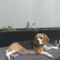 Hondenbaas Gent van Shiva