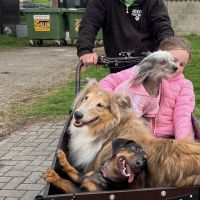 Hondensitter Kinrooi: Johan