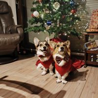 Hondenuitlaatdienst Mechelen: Kyara