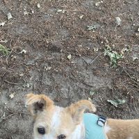 Hondenbaas Westerlo van Mila