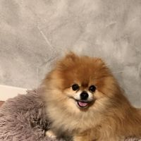 Hondenbaas Tremelo van Vito