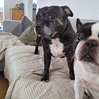 Hondensitter Wuustwezel: Ilse