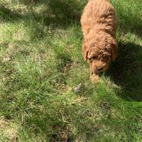 Hondenbaas Borgerhout van Vos