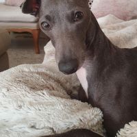 Hondenbaas Hasselt van Liesbeth Vandersteegen