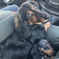 Hondenbaas Hoevenen van Bailey & Buck 