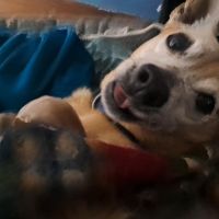 Hondenbaas Kortessem van Chong