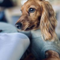 Hondenbaas Nieuwrode van Lily