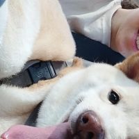 Hondensitter Wetteren: Noa