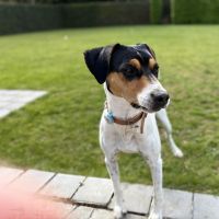 Hondenbaas Gent van Willy