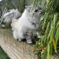 Hondensitter Waregem: Kathy