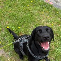Hondenbaas Gent van Cleo