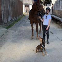 Hondensitter De Pinte: Helena