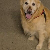 Hondenbaas Blankenberge van Balou
